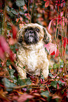 Shih Tzu zwischen roten Weinbl�ttern