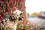 Shih Tzu zwischen roten Weinbl�ttern