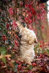 Shih Tzu zwischen roten Weinbl�ttern
