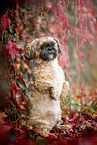 Shih Tzu zwischen roten Weinbl�ttern