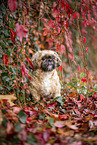 Shih Tzu zwischen roten Weinbl�ttern