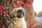 Shih Tzu zwischen roten Weinbl�ttern