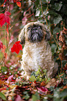 Shih Tzu zwischen roten Weinbl�ttern
