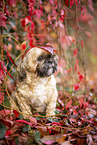 Shih Tzu zwischen roten Weinbl�ttern