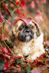 Shih Tzu zwischen roten Weinbl�ttern