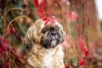 Shih Tzu zwischen roten Weinbl�ttern