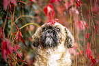 Shih Tzu zwischen roten Weinbl�ttern