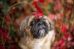 Shih Tzu zwischen roten Weinbl�ttern