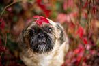 Shih Tzu zwischen roten Weinbl�ttern