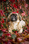 Shih Tzu zwischen roten Weinbl�ttern