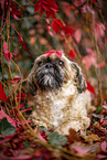 Shih Tzu zwischen roten Weinbl�ttern
