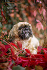 Shih Tzu zwischen roten Weinbl�ttern