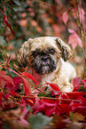 Shih Tzu zwischen roten Weinbl�ttern