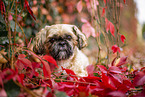 Shih Tzu zwischen roten Weinbl�ttern