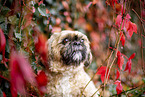 Shih Tzu zwischen roten Weinbl�ttern