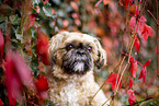 Shih Tzu zwischen roten Weinbl�ttern