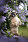 Shih Tzu R�de