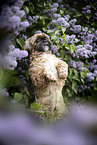 Shih Tzu R�de
