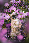 Shih Tzu R�de