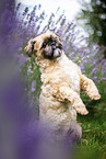 Shih Tzu R�de