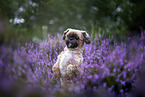 Shih Tzu R�de