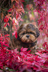 junger Shih Tzu