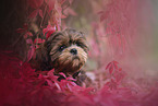 junger Shih Tzu