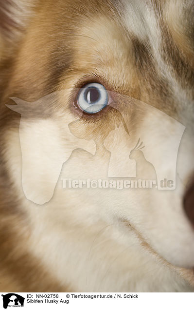Sibirien Husky Aug / Siberian Husky eye / NN-02758