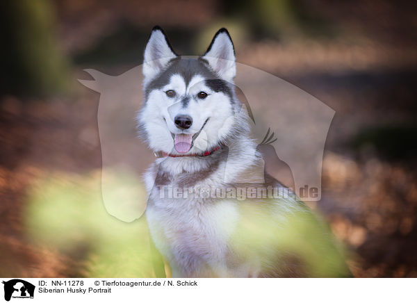 Siberian Husky Portrait / Siberian Husky Portrait / NN-11278