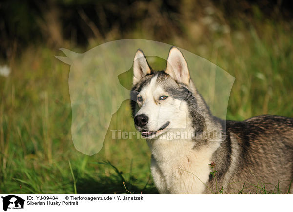Siberian Husky Portrait / Siberian Husky Portrait / YJ-09484