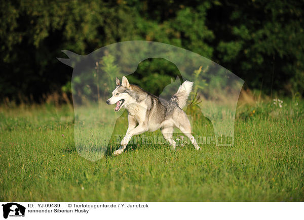 rennender Siberian Husky / running Siberian Husky / YJ-09489
