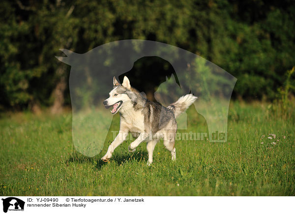 rennender Siberian Husky / running Siberian Husky / YJ-09490