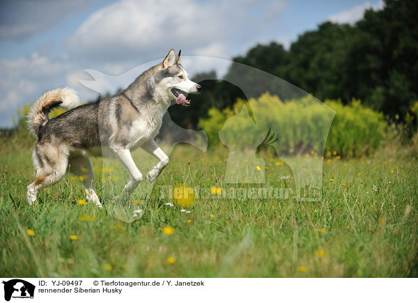rennender Siberian Husky / running Siberian Husky / YJ-09497