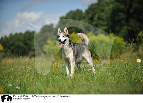 Siberian Husky / Siberian Husky / YJ-09504