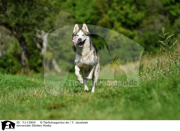 rennender Sibirien Husky / running Siberian Husky / YJ-13904