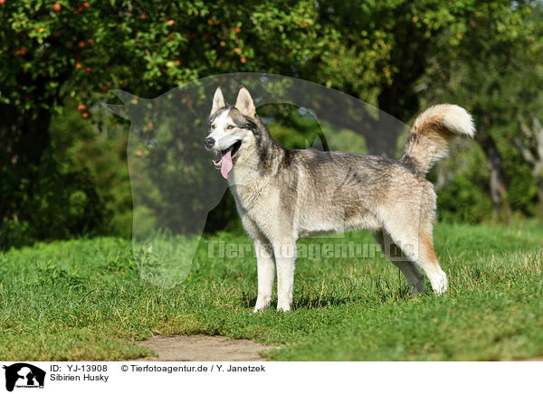 Sibirien Husky / Siberian Husky / YJ-13908