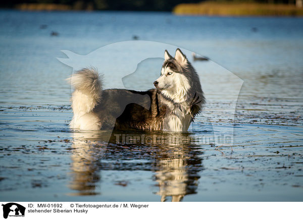 stehender Siberian Husky / standing Siberian Husky / MW-01692