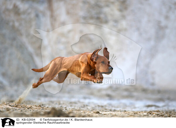 springender Steirische Rauhhaarbracke / jumping Styrian Coarse-haired Hound / KB-02694