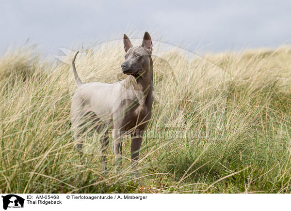 Thai Ridgeback / Thai Ridgeback / AM-05468