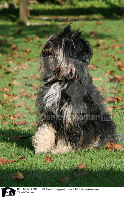 Tibet-Terrier / Tibetan Terrier / MH-01701