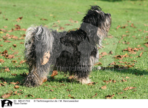 Tibet-Terrier / Tibetan Terrier / MH-01702