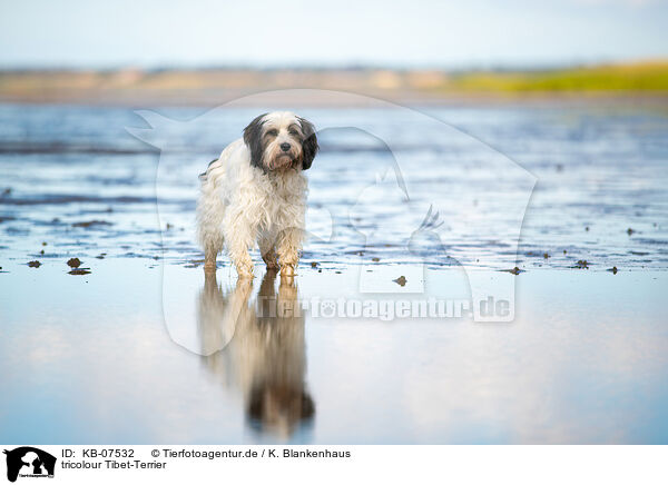 tricolour Tibet-Terrier / tricolour Tibetan Terrier / KB-07532