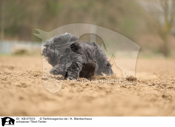 schwarzer Tibet-Terrier / black Tibetan Terrier / KB-07933