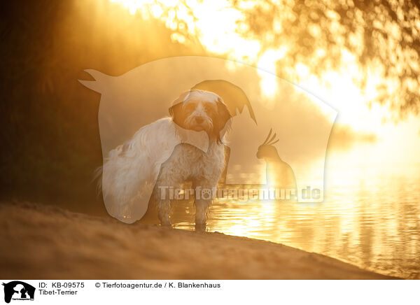 Tibet-Terrier / Tibetan Terrier / KB-09575