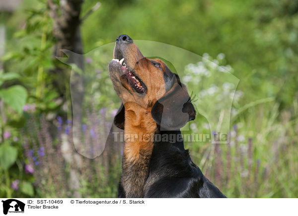 Tiroler Bracke / Tyrolean Hound / SST-10469