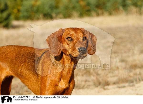 Tiroler Bracke Portrait / hound portrait / KMI-03772