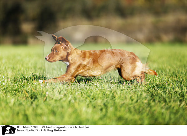 Nova Scotia Duck Tolling Retriever / Nova Scotia Duck Tolling Retriever / RR-57780