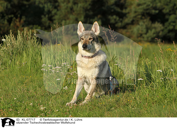 sitzender Tschechoslowakischer Wolfshund / sitting Czechoslovakian wolfdog / KL-07717