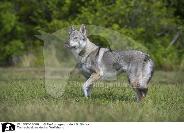 Tschechoslowakischer Wolfshund / Czechoslovakian wolfdog / SST-13066