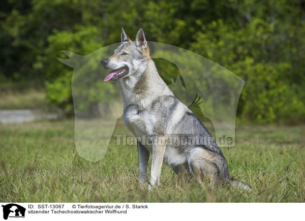 sitzender Tschechoslowakischer Wolfhund / sitting Czechoslovakian wolfdog / SST-13067